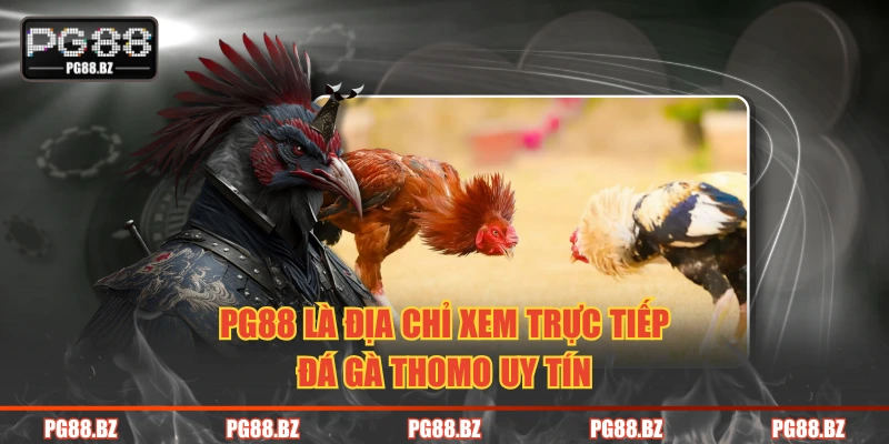 PG88 là địa chỉ xem trực tiếp đá gà Thomo uy tín